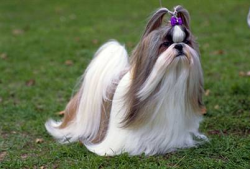 Vendo lindos filhotes de cães da raça shih tzu e Yorkshire